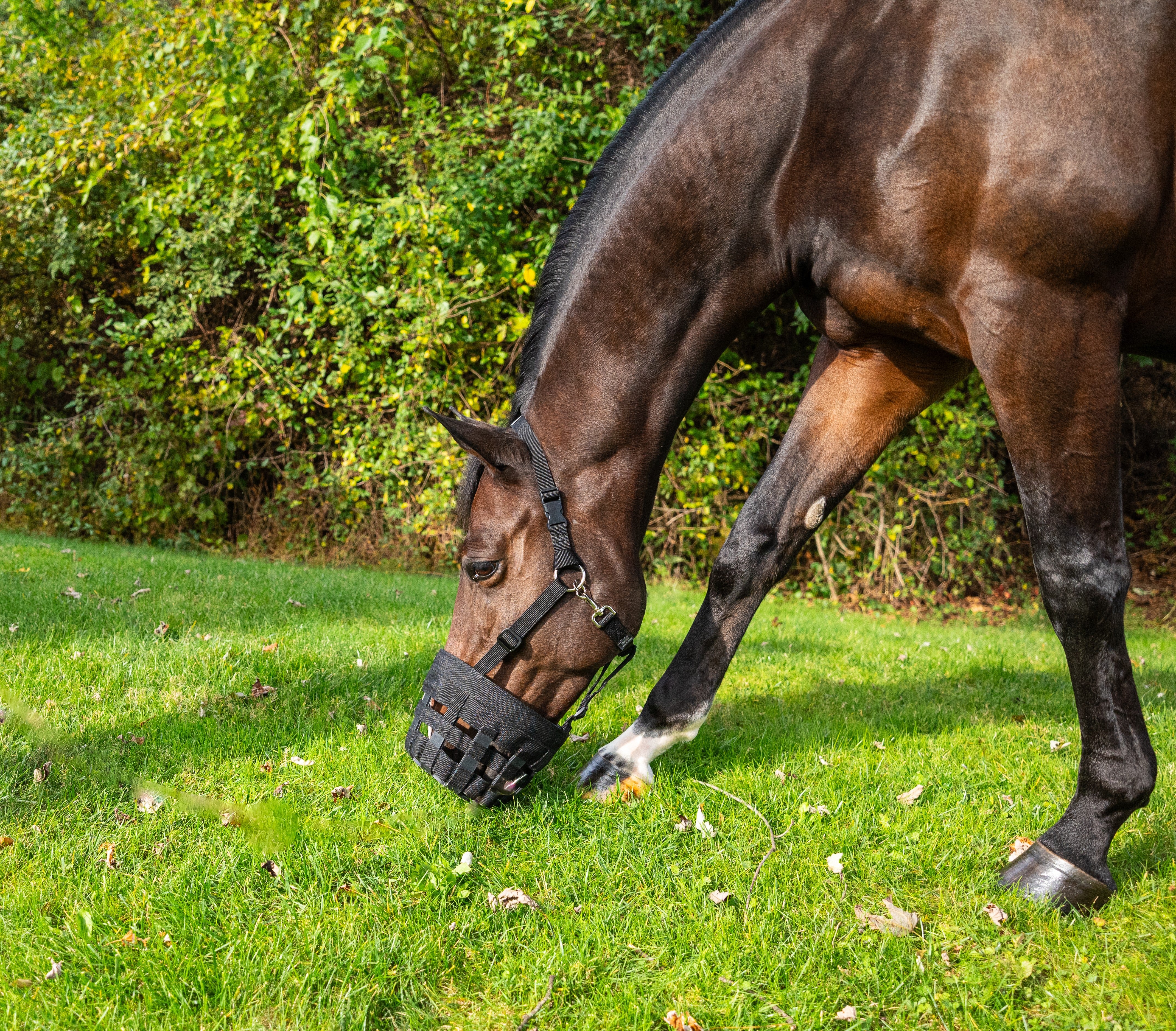 Best Friend Deluxe Grazing Muzzle