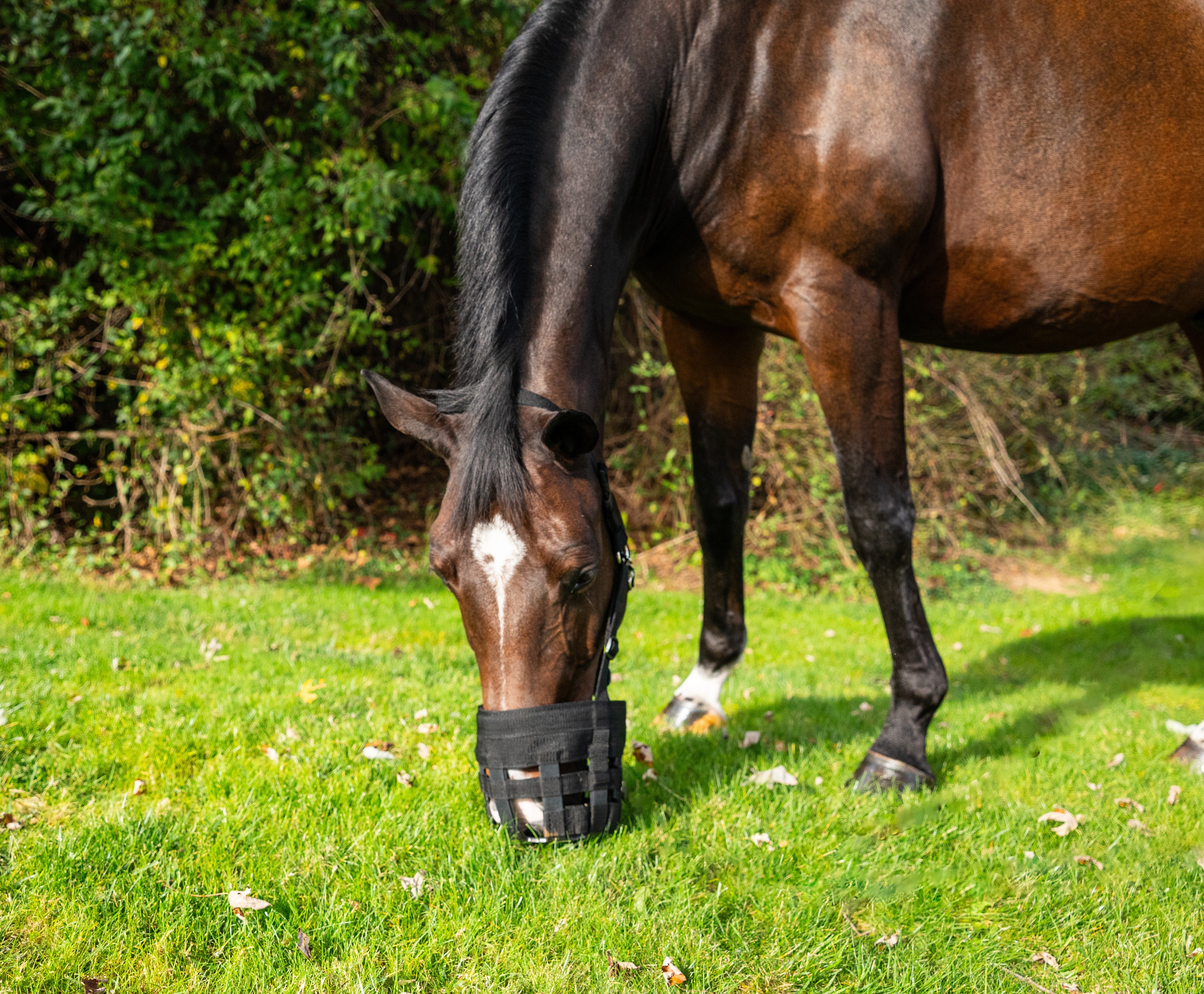 Best Friend Deluxe Grazing Muzzle