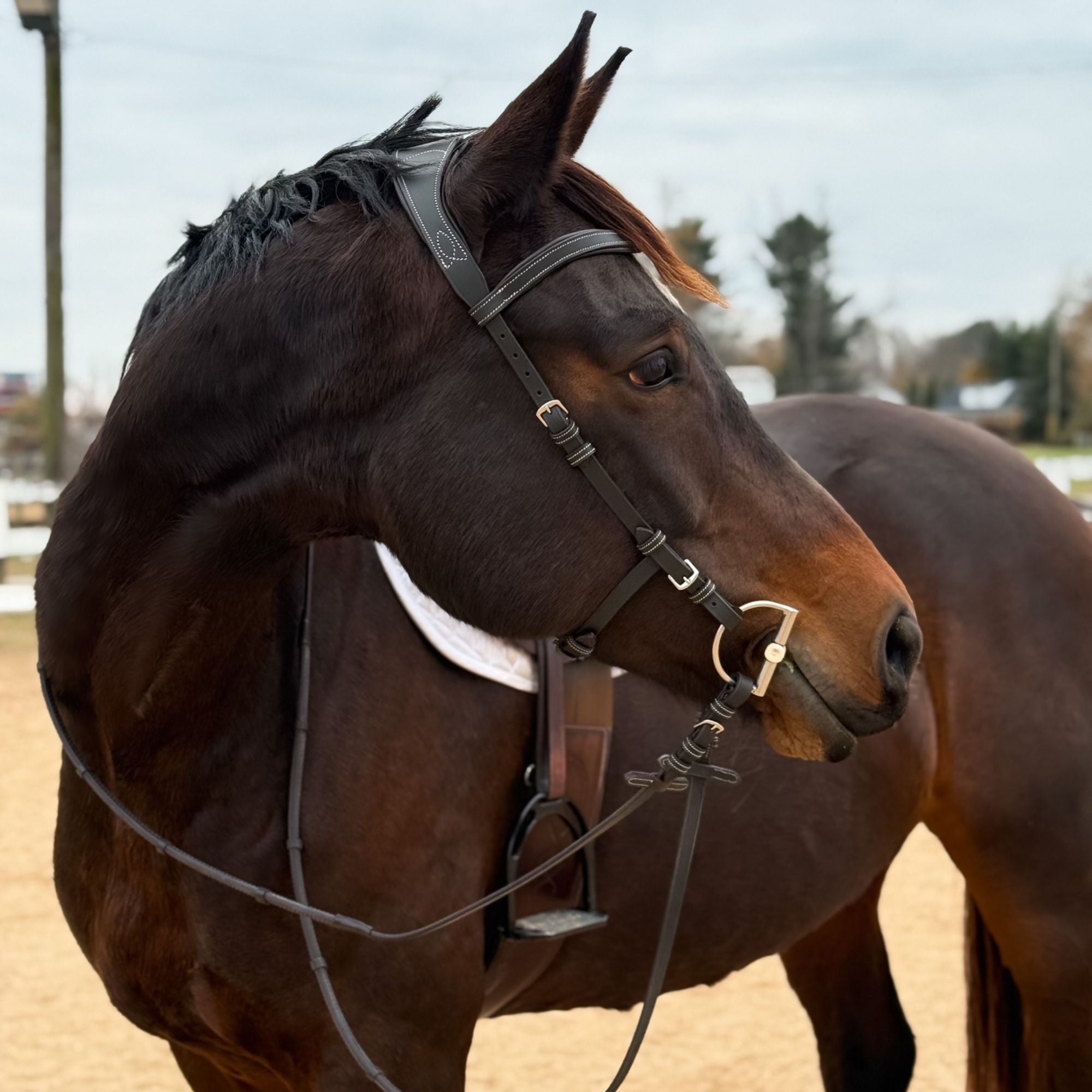 Millbrook Freedom Bridle