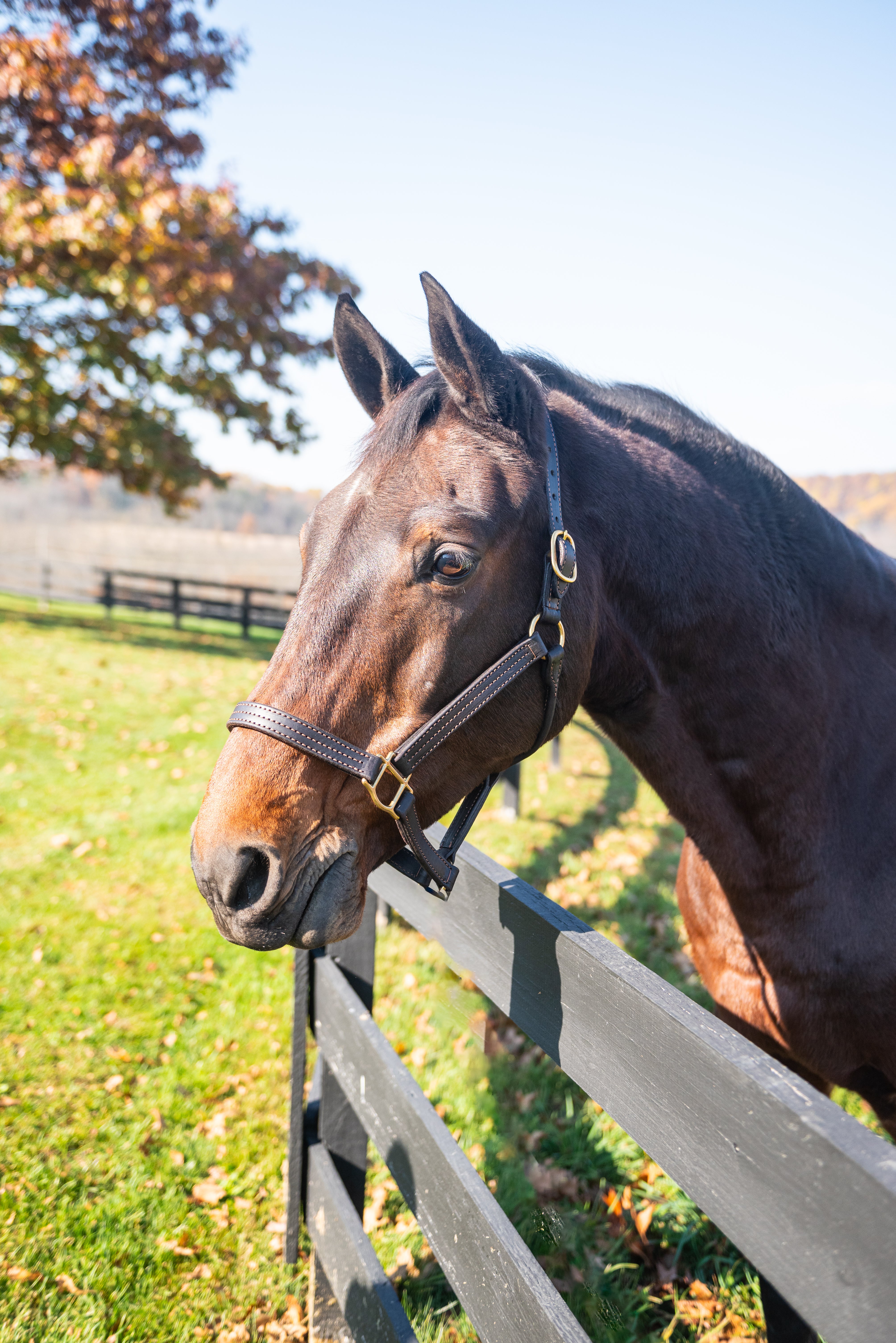 1" Latigo Lined Triple Stitched Rolled Throat Halter