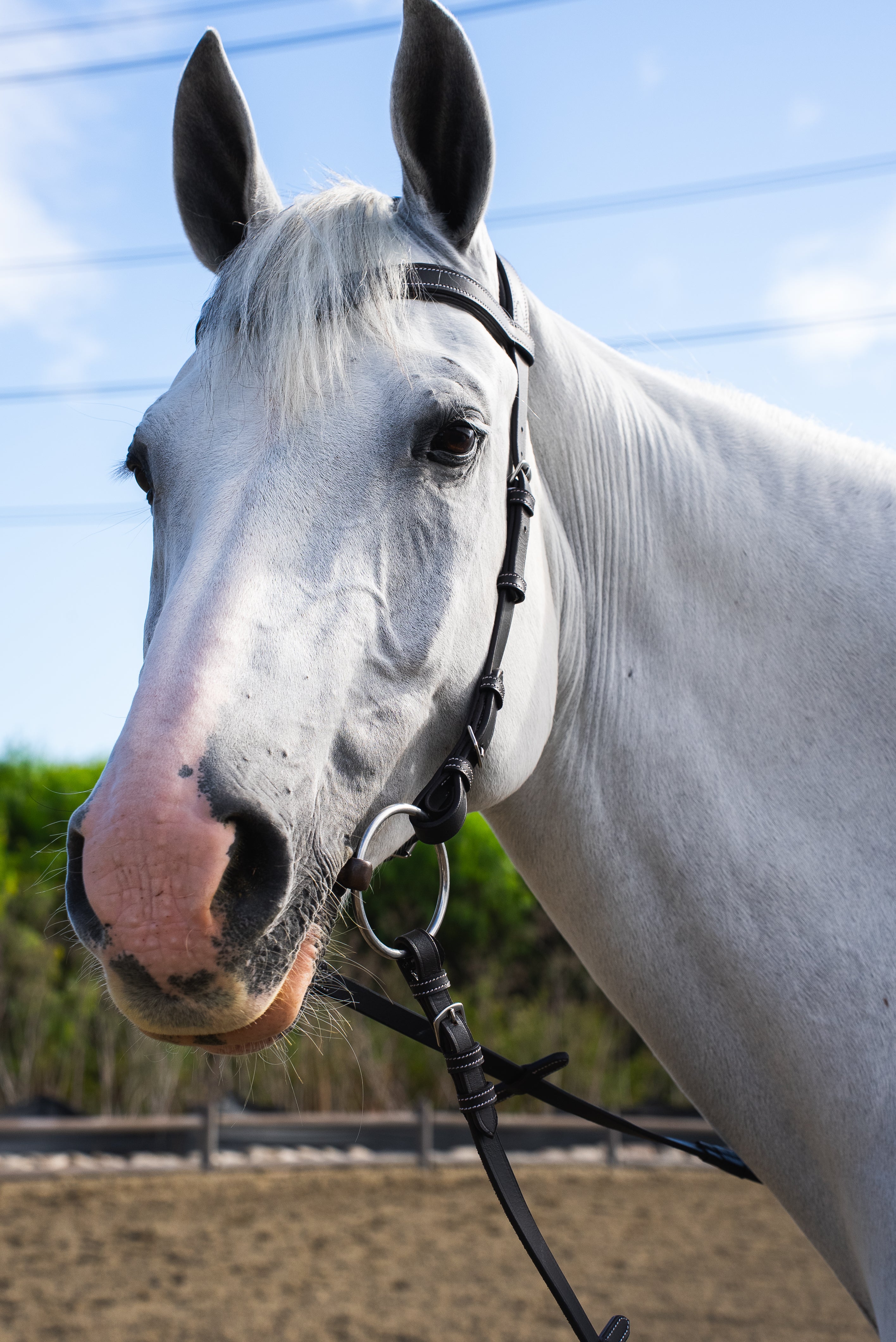 Millbrook Freedom Bridle