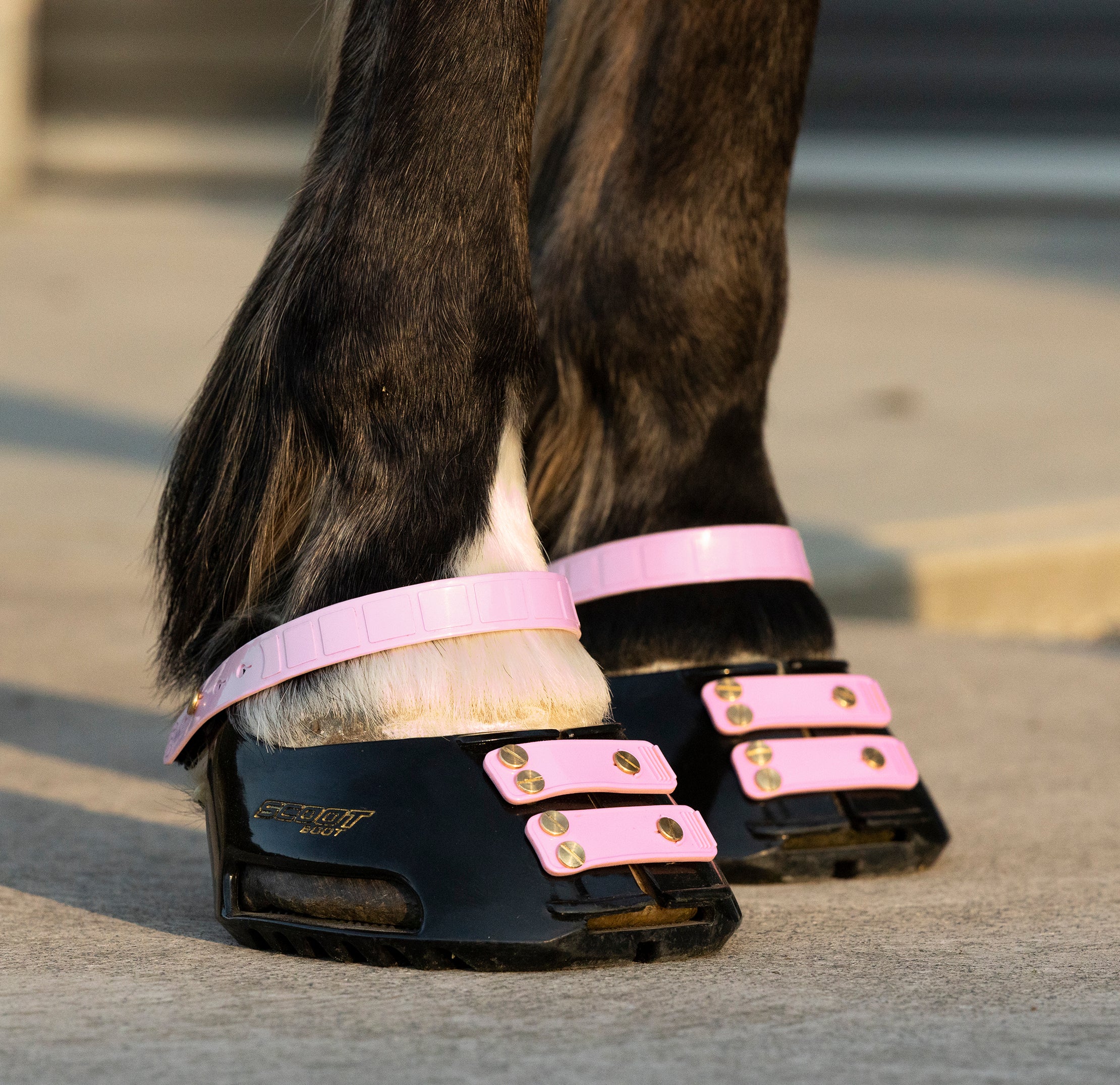 Scoot Boot Front Strap, Pack/6