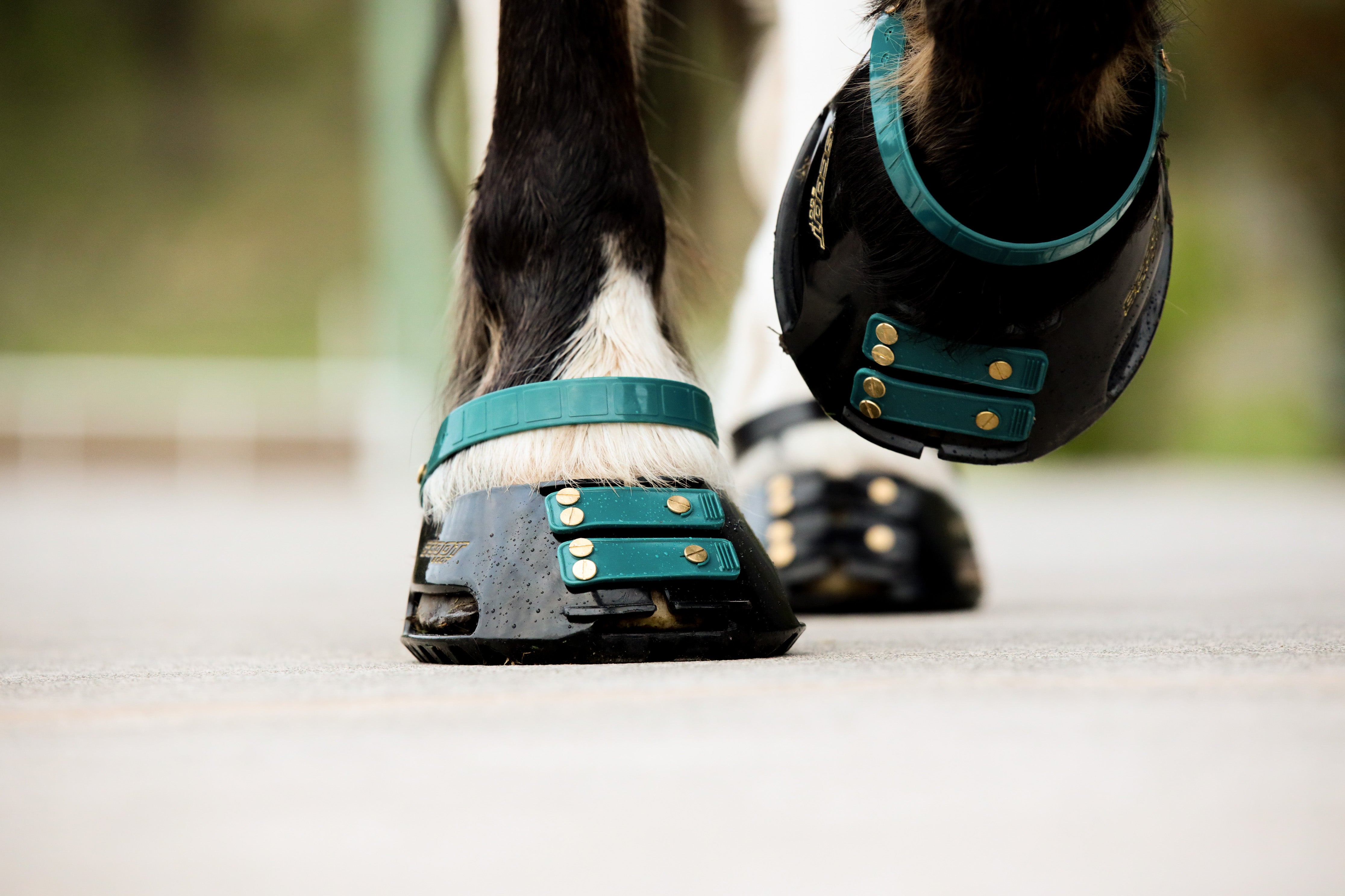 Scoot Boot Front Strap, Pack/6