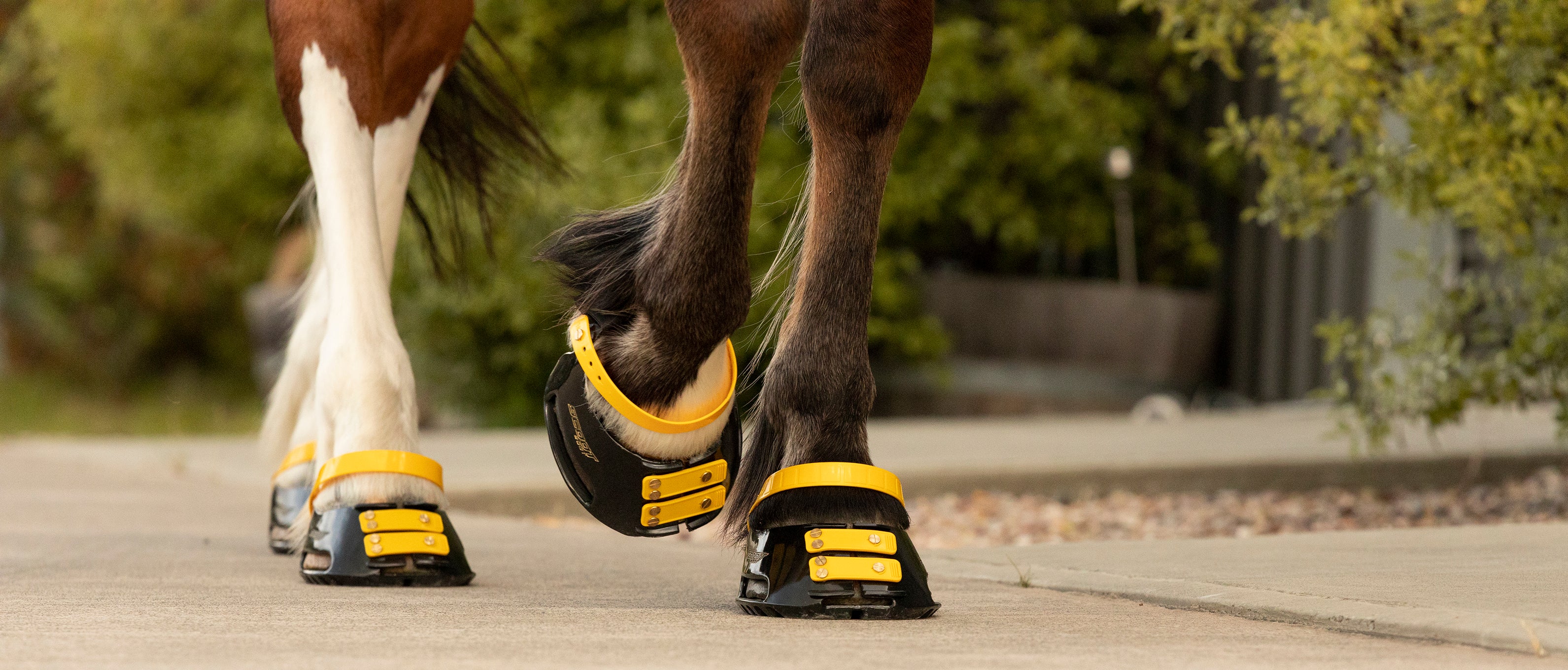 Scoot Boot Front Strap, Pack/6