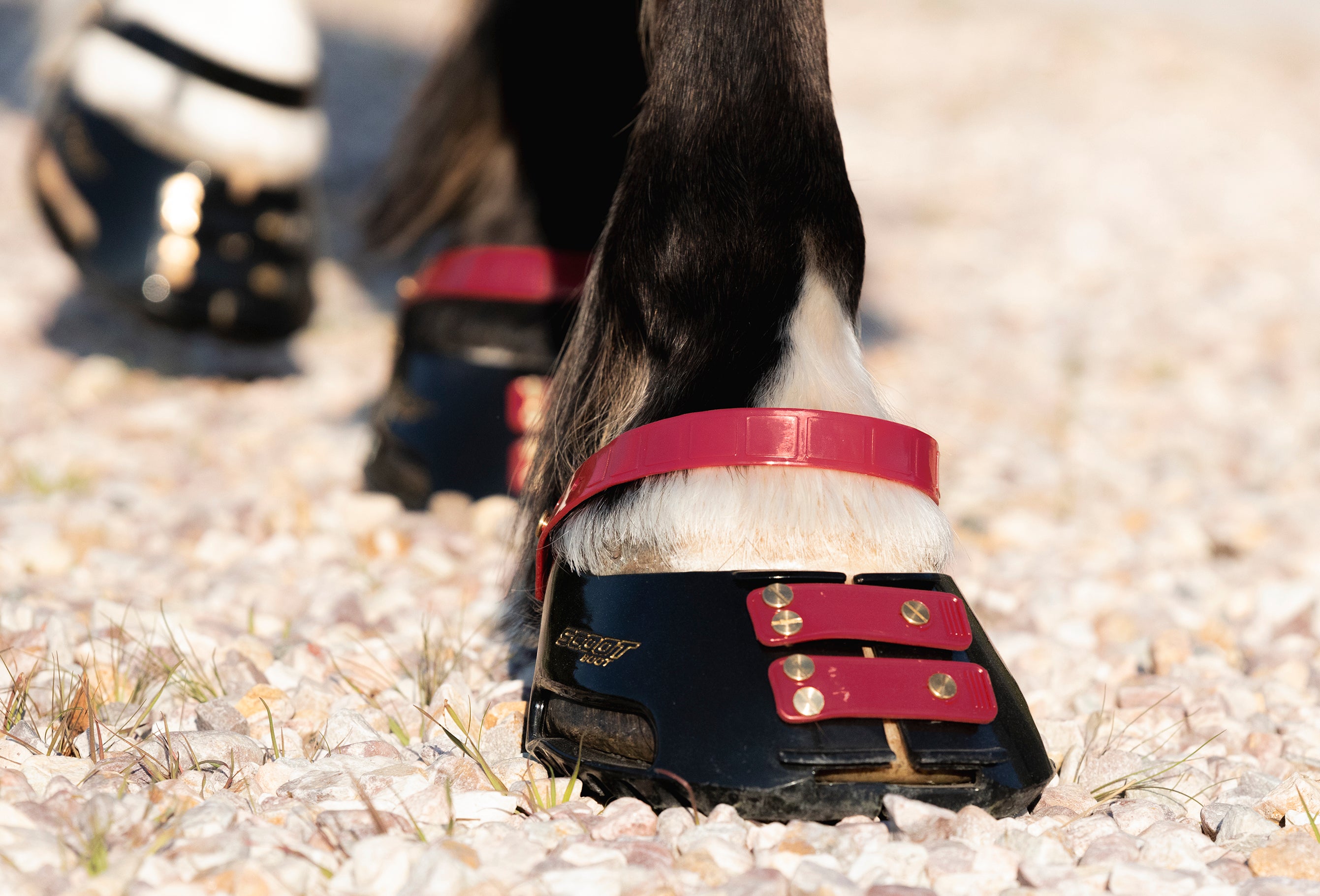 Scoot Boot Front Strap, Pack/6