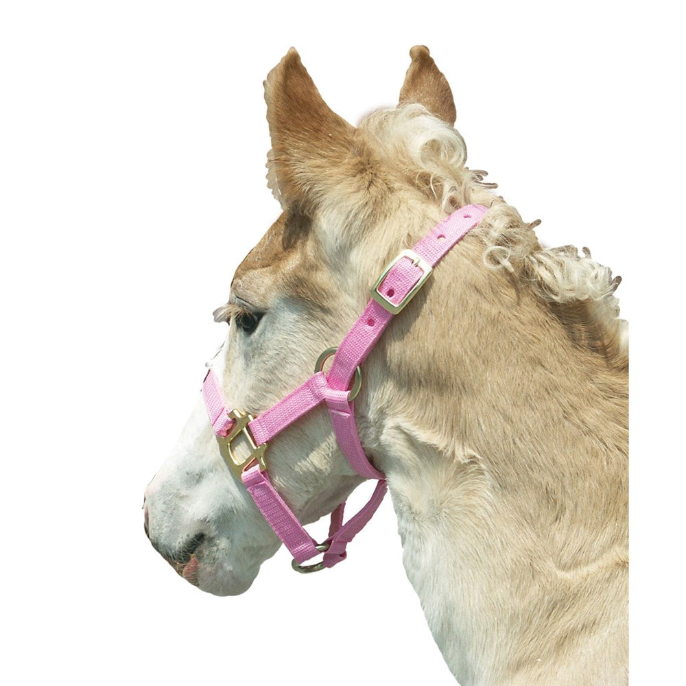 Nylon Foal Halter