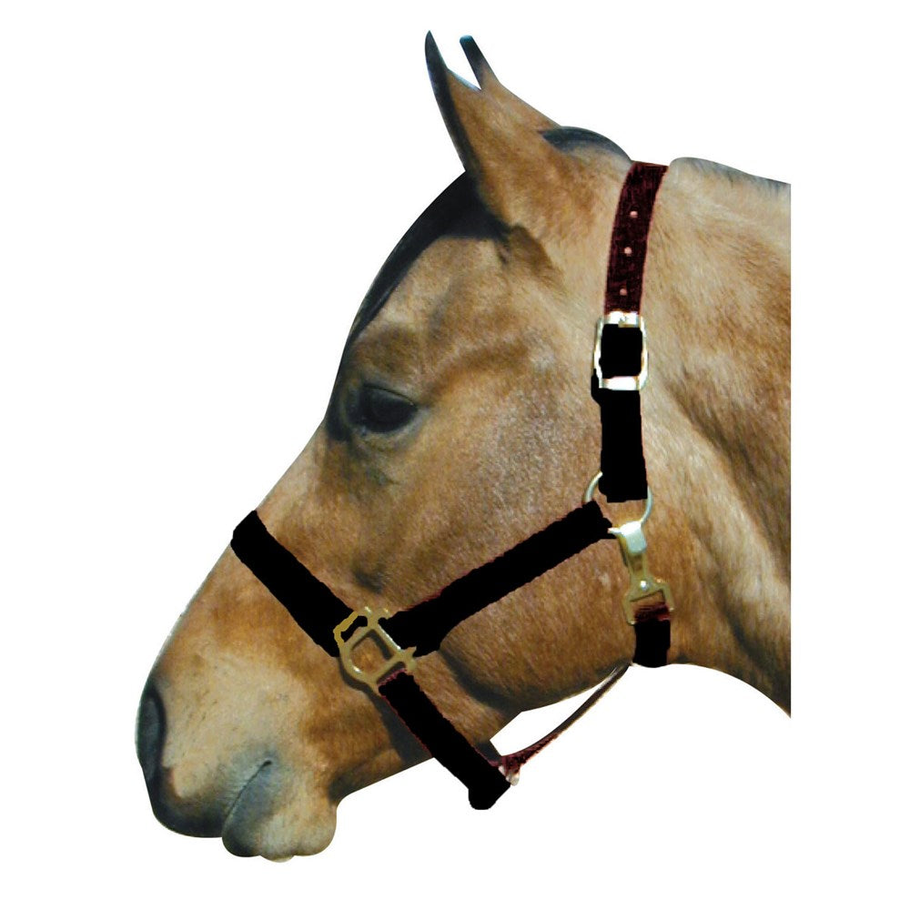 Economy Black Nylon Halter with Snap - Yearling