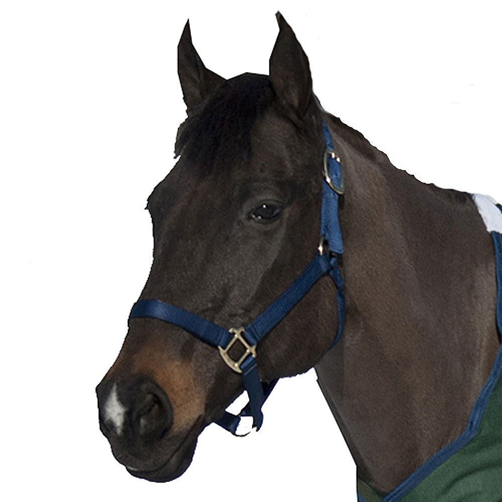 Nylon No Adjust/No Snap Halter - Cob/Navy