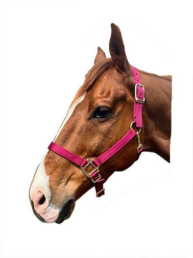 1" Nylon Adjustable Horse Halter
