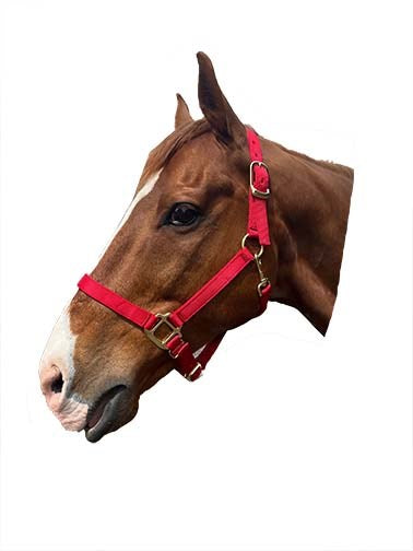 1" Nylon Adjustable Horse Halter