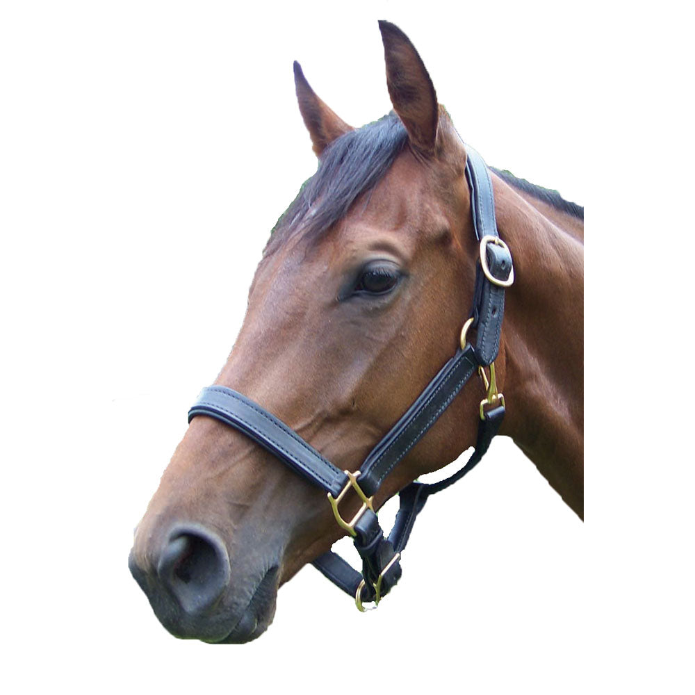 Pro-Trainer Padded Leather Halter - Black