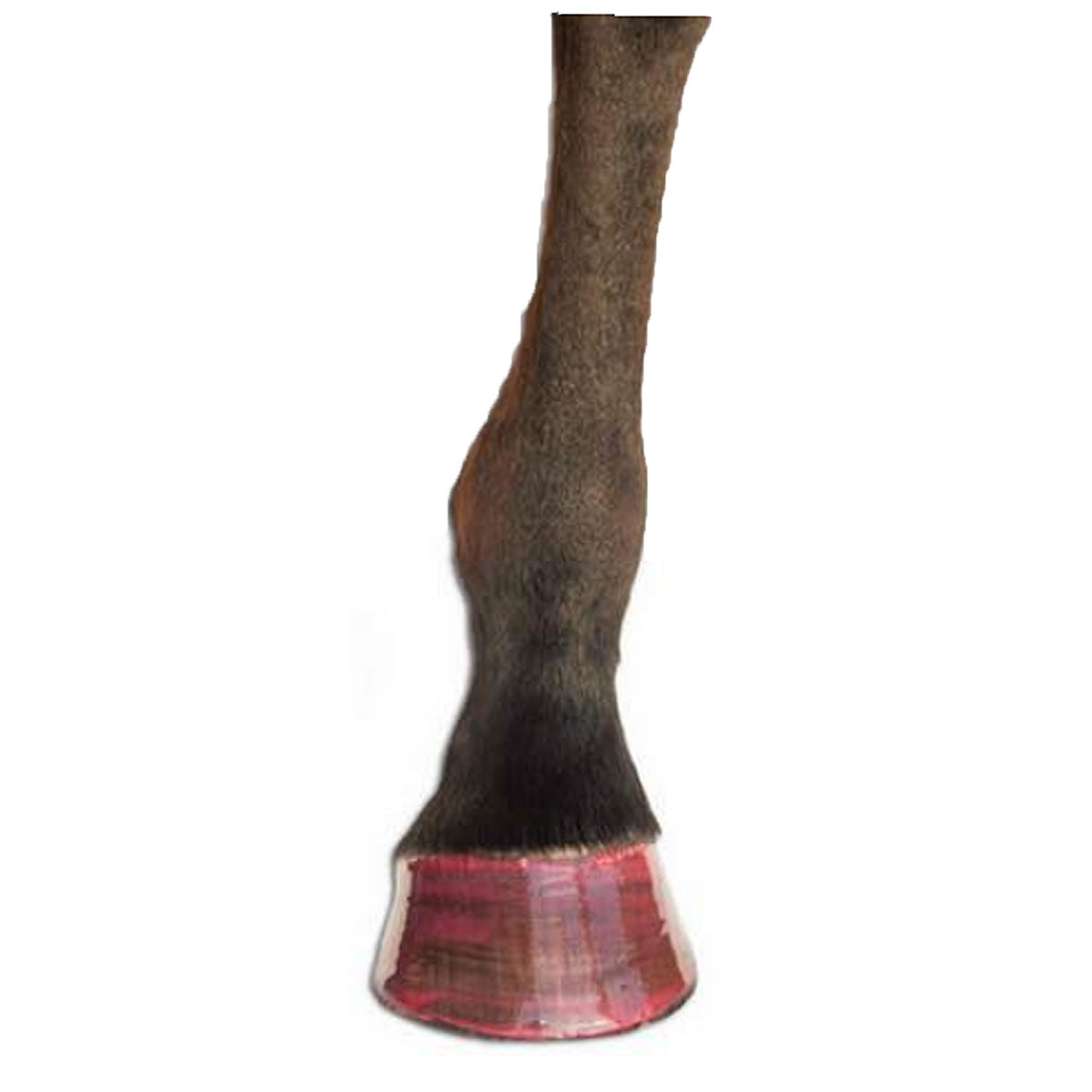 Pony Glam Hoof Hi-Lites 15 oz Can