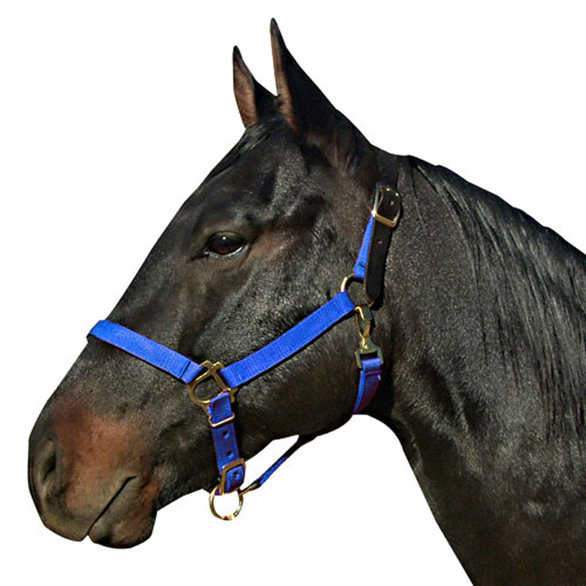 Poly Halter with Leather Crown