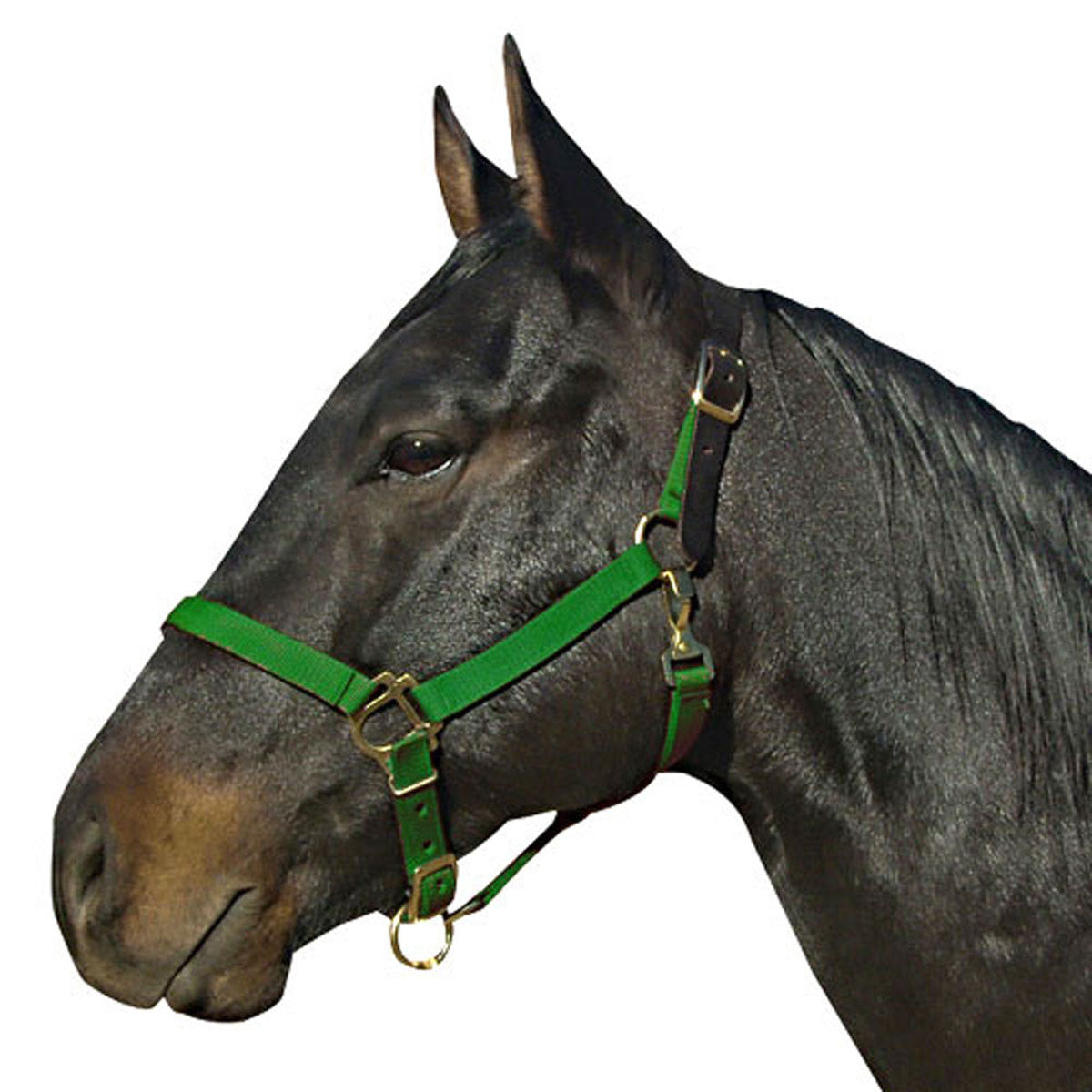 Poly Halter with Leather Crown