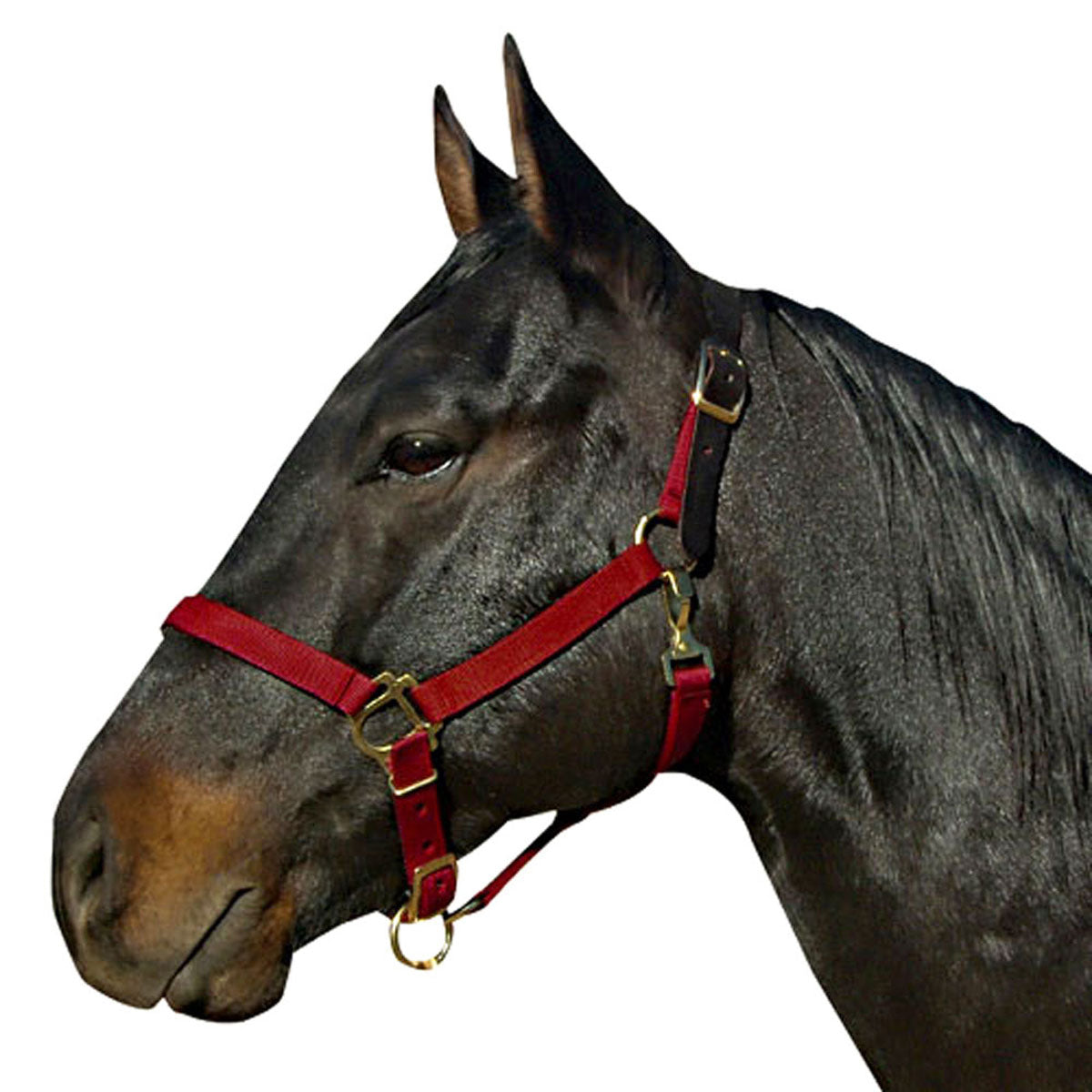 Poly Halter with Leather Crown