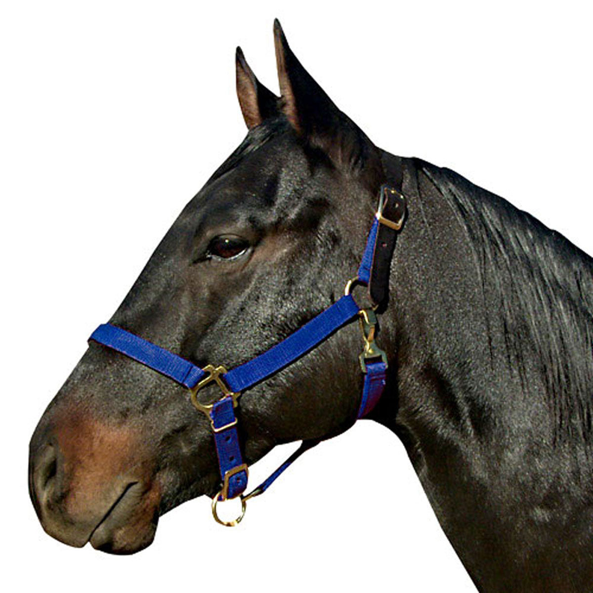Poly Halter with Leather Crown