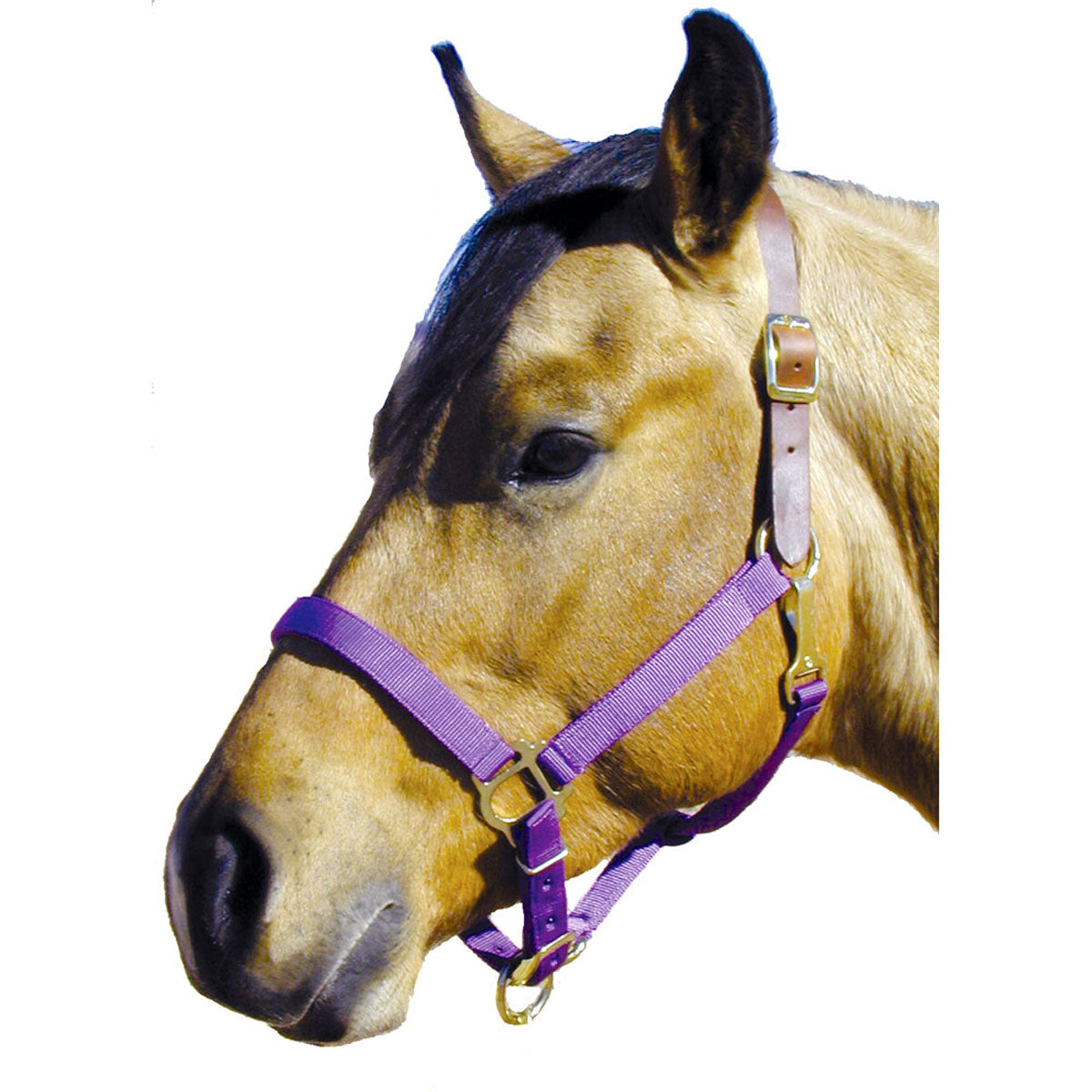 Poly Halter with Leather Crown