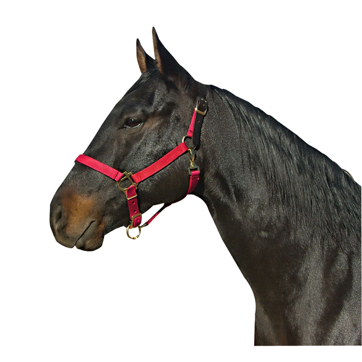 Poly Halter with Leather Crown