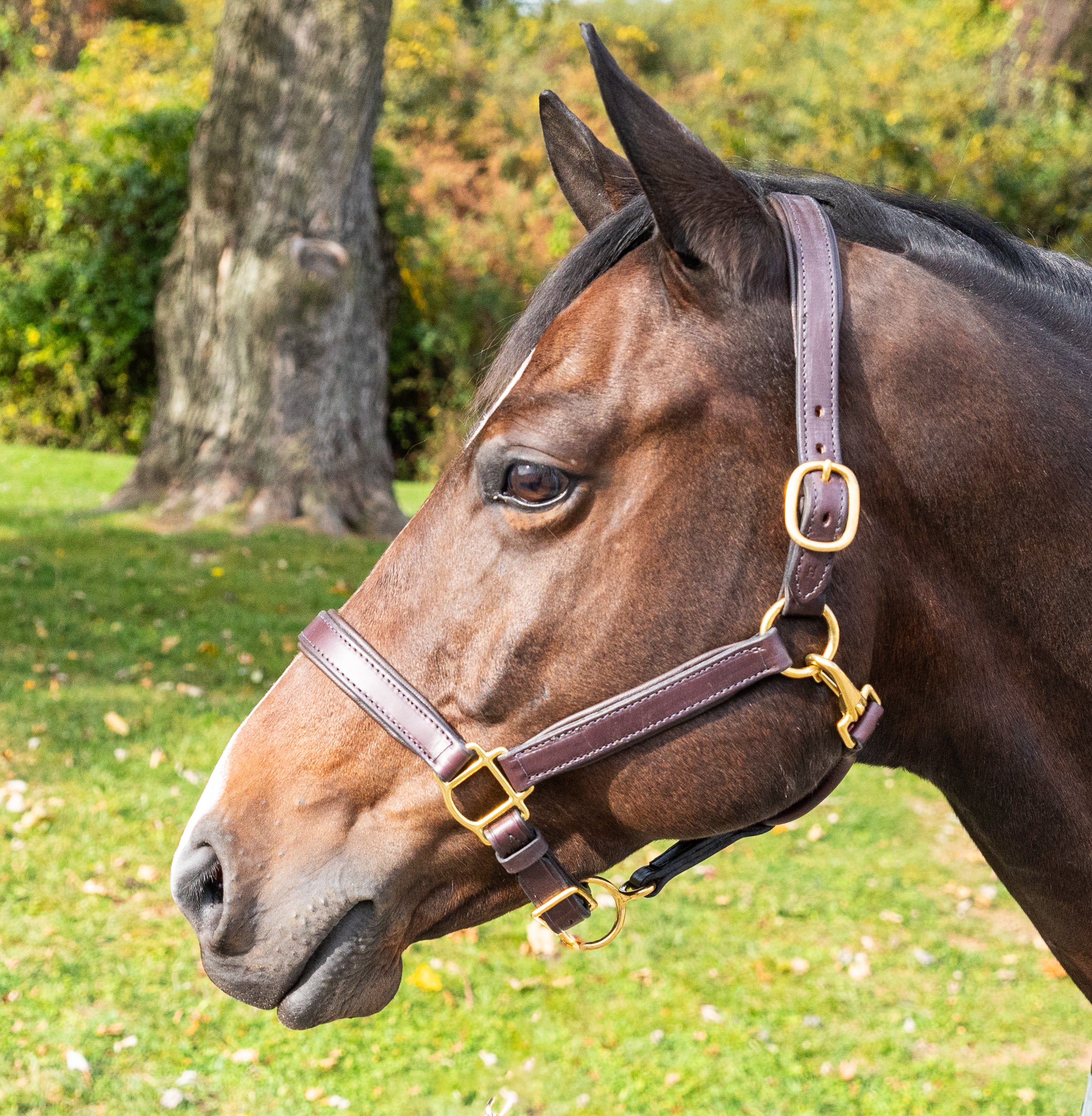 Pro-Trainer Padded Leather Halter - Brown