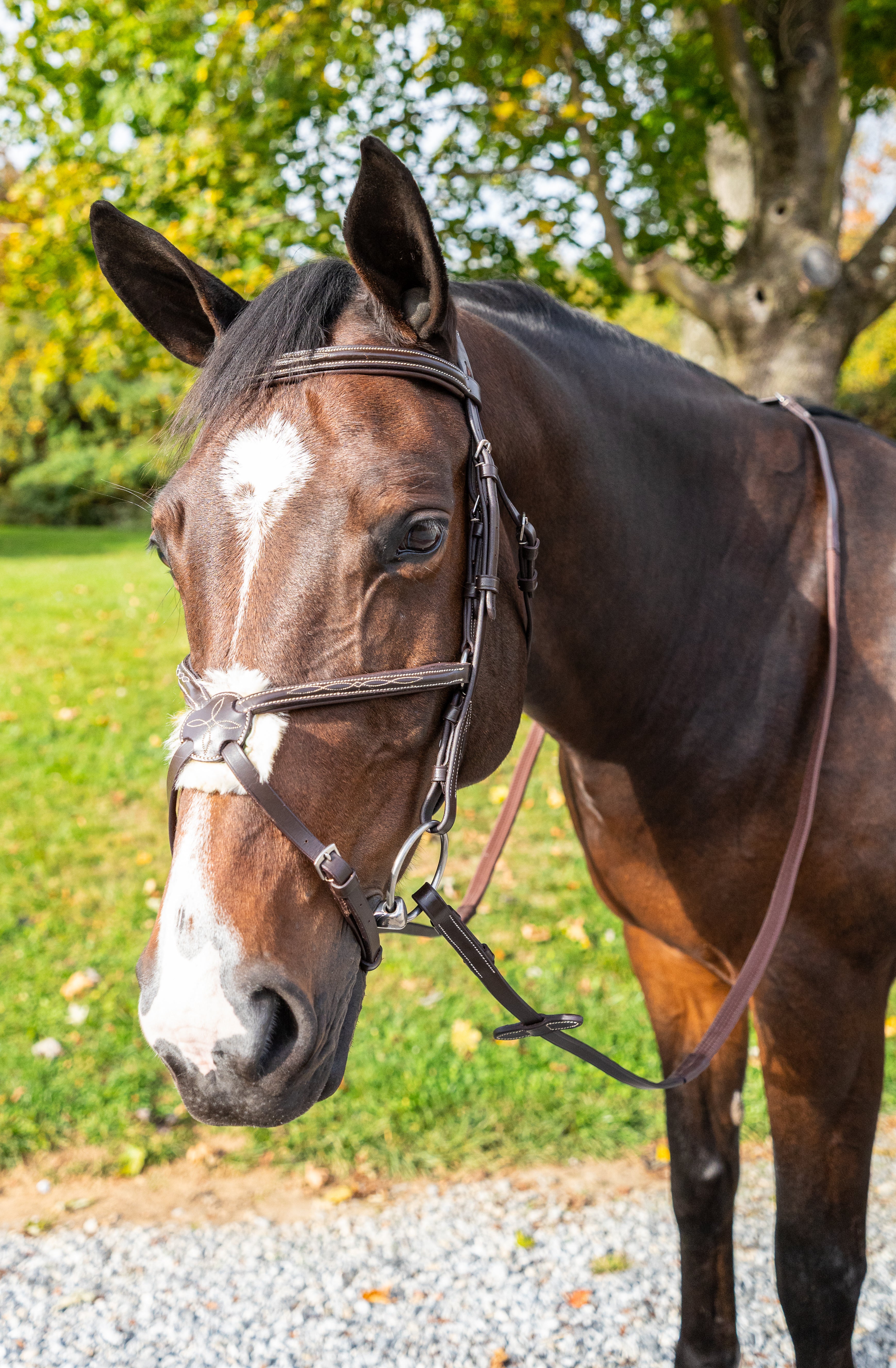 Pro-Trainer Silver Fancy Raised Padded Figure 8 Bridle - Brown