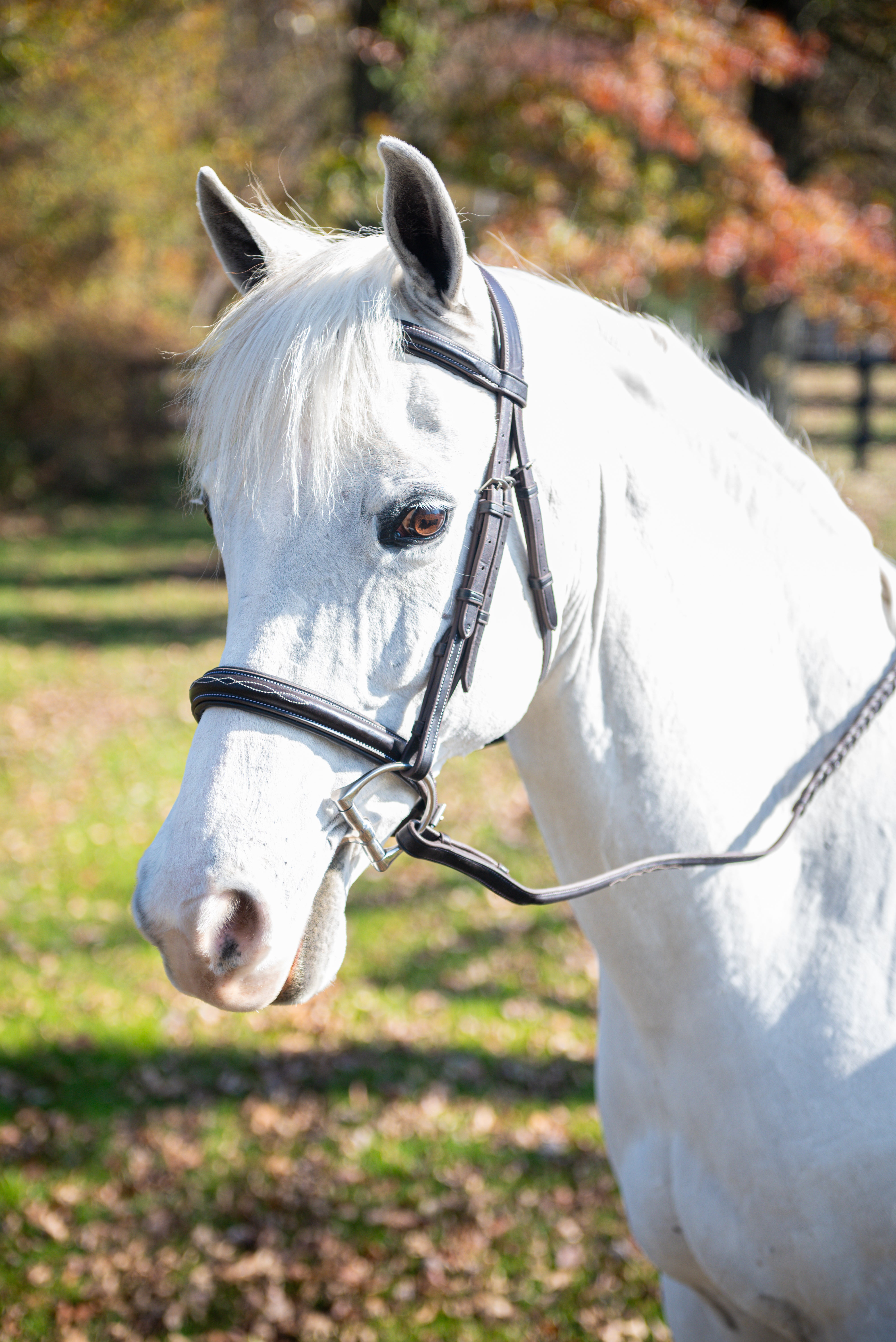 Exselle Fancy Stitched High Raised Padded Bridle