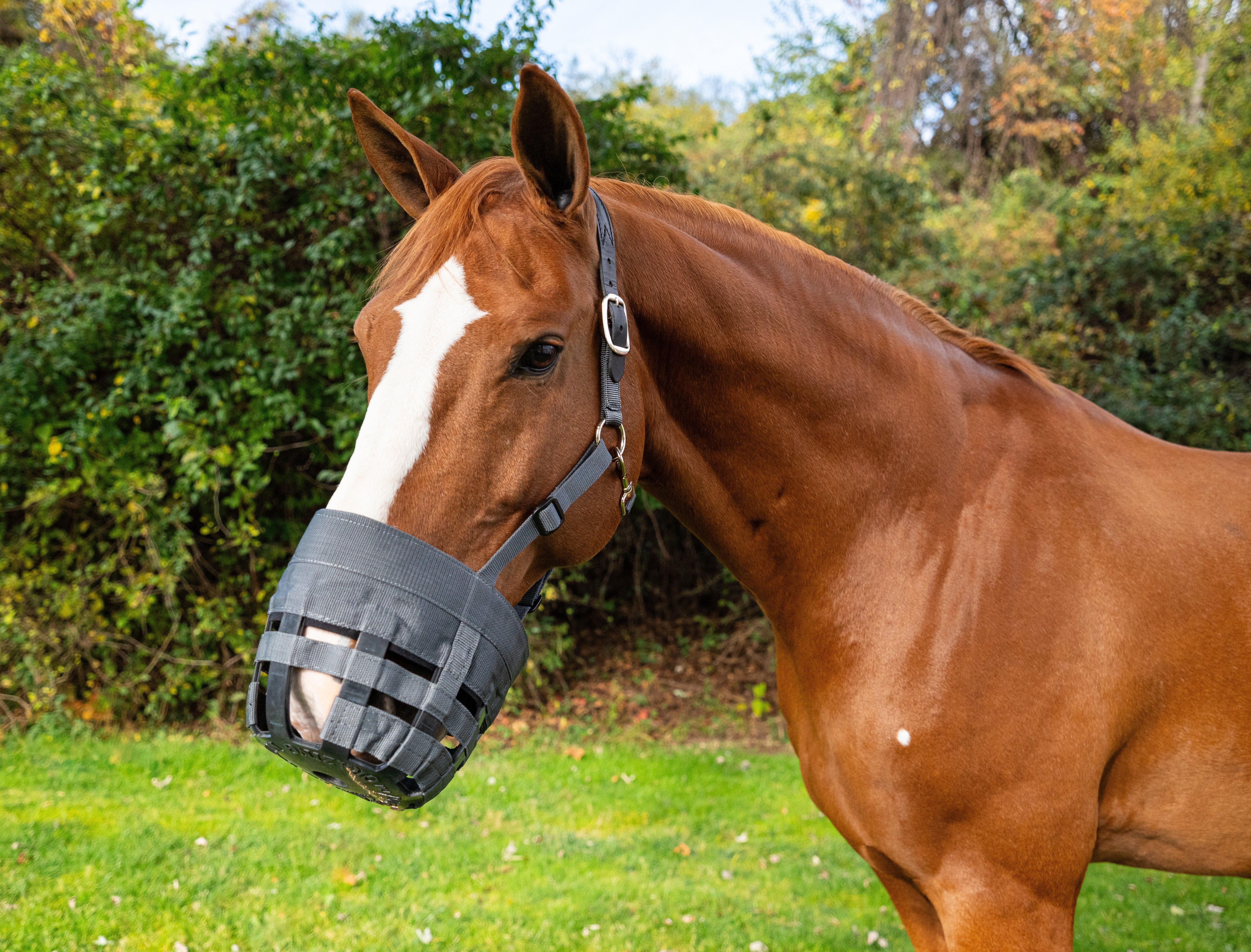 Best Friend Padded Leather Crown Grazing Muzzle