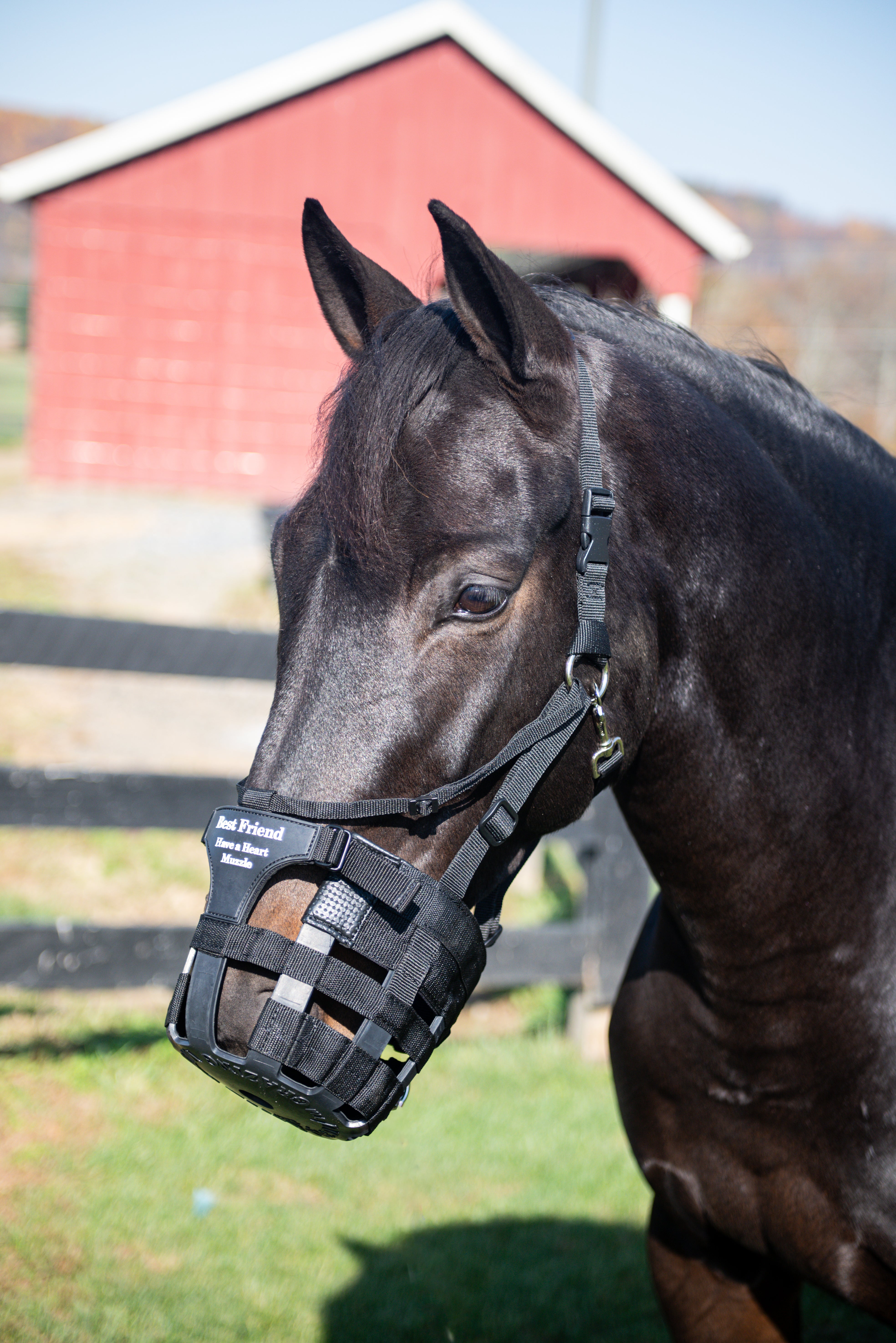 Best Friend Have-A-Heart Grazing Muzzle