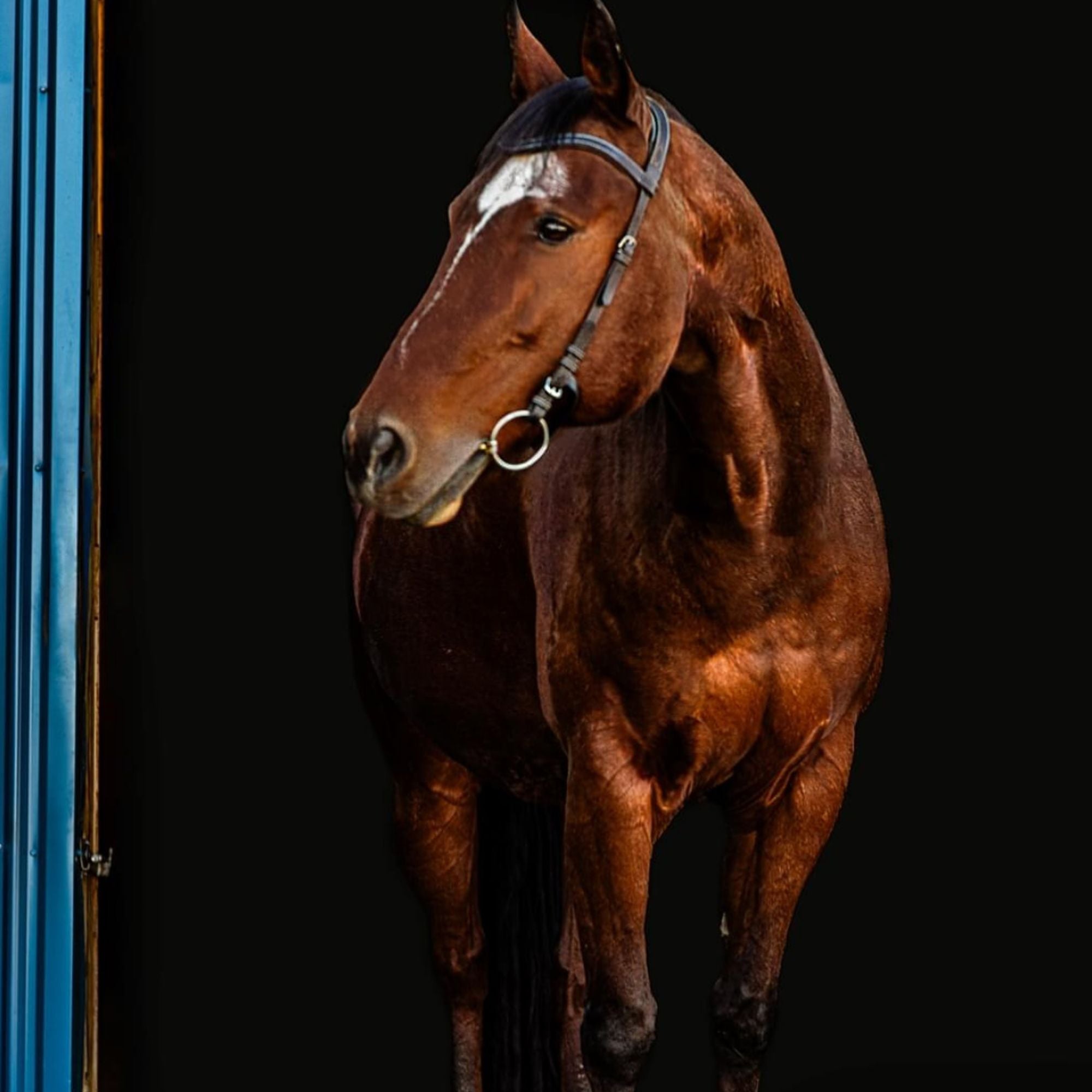 Millbrook Freedom Bridle