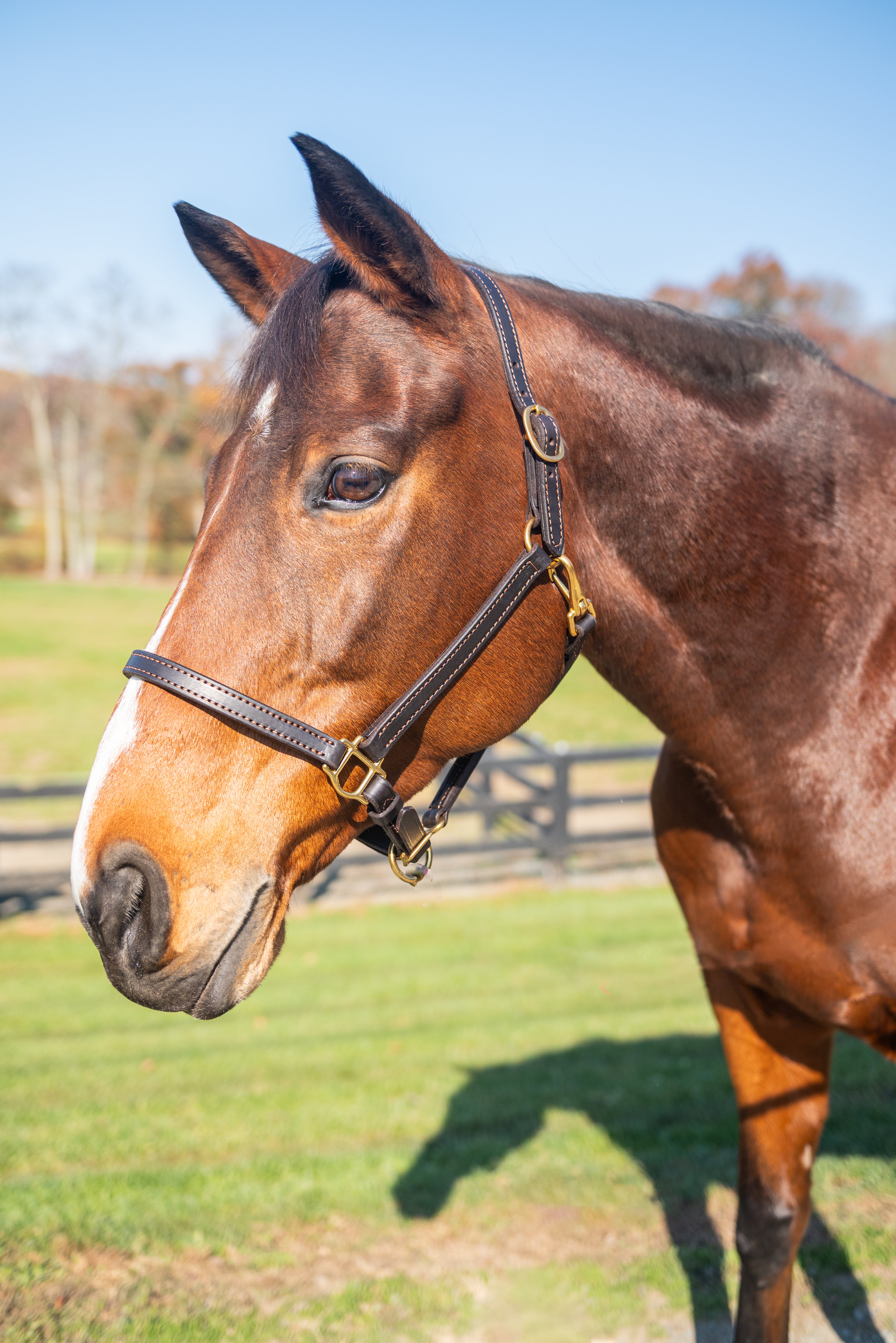 1" Breakaway Leather Halter