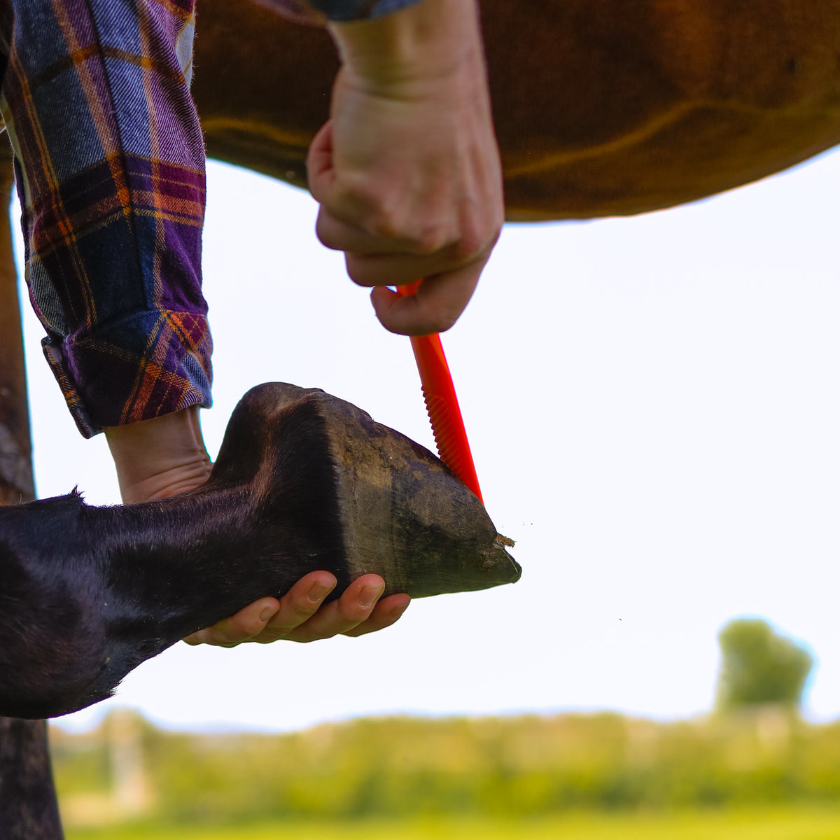 Ranchers Preferred HoofWand - Orange