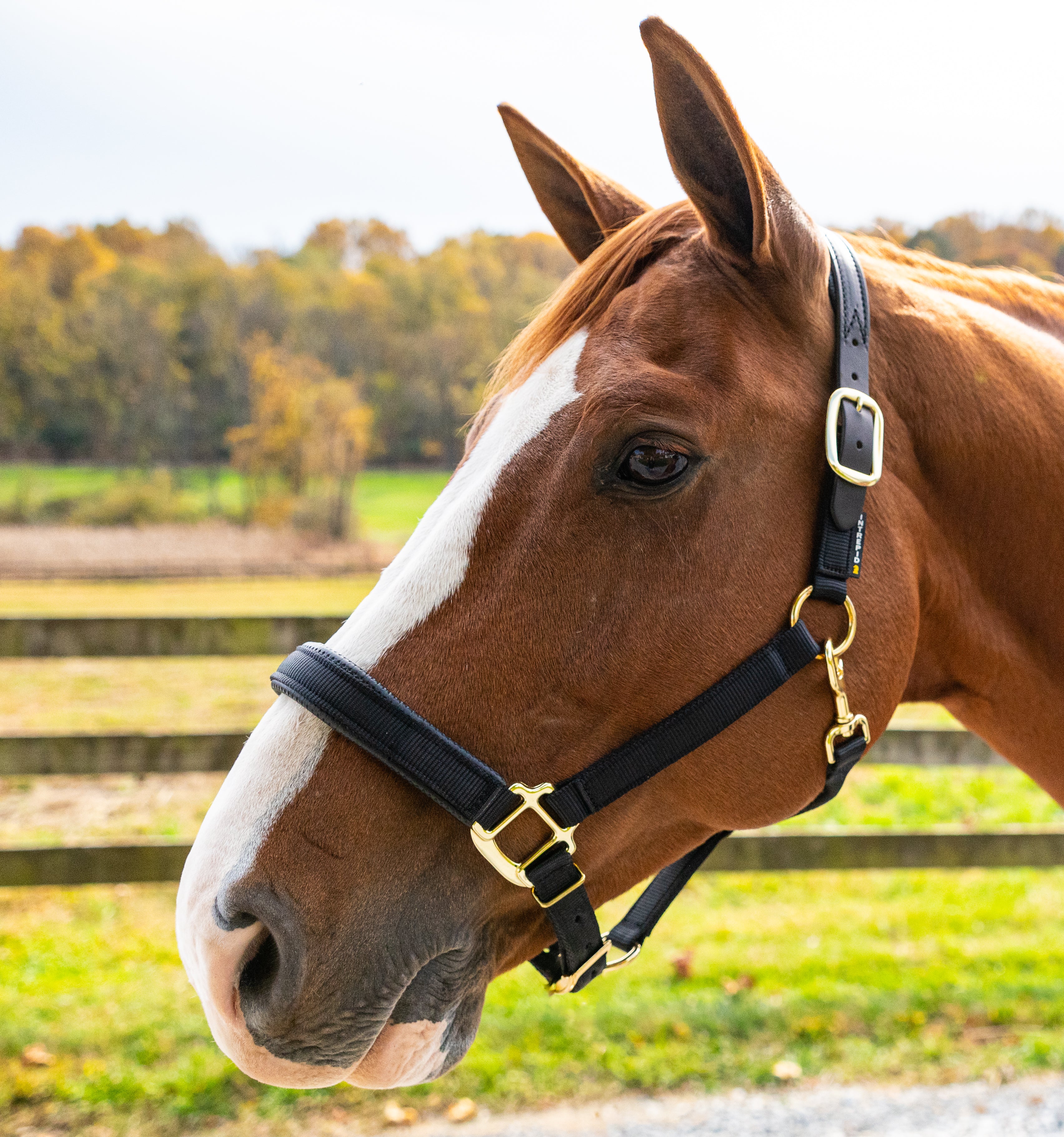 Premium Nylon Breakaway Halter with Padded Crown/Nose