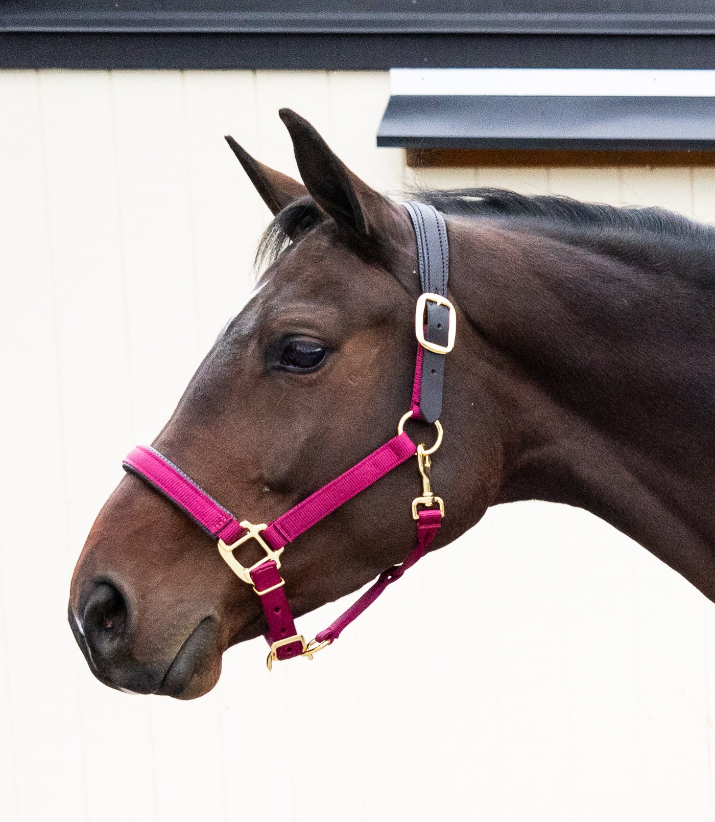 Premium Nylon Breakaway Halter with Padded Crown/Nose