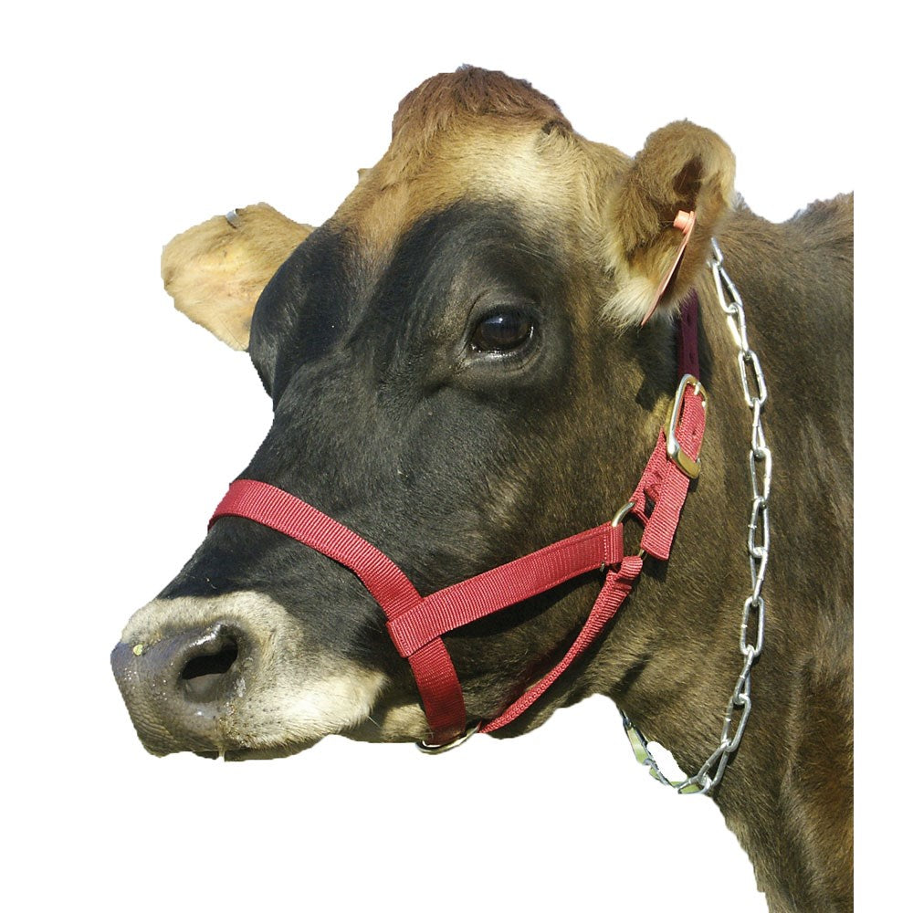 Cattle Halter